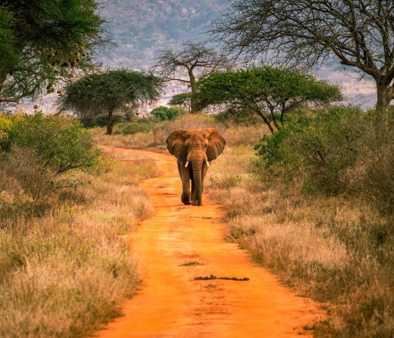 Tsavo West National Park