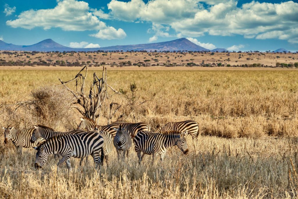 Aberdare National Park