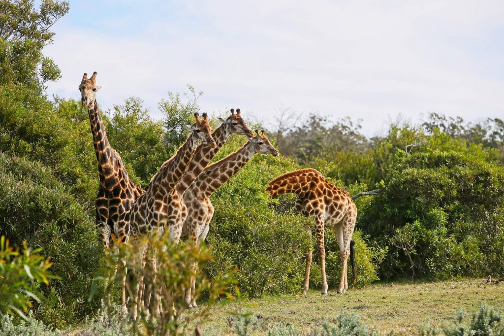 Bwindi Impenetrable National Park