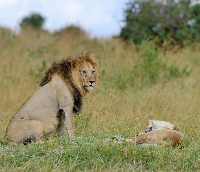 Nairobi National Park